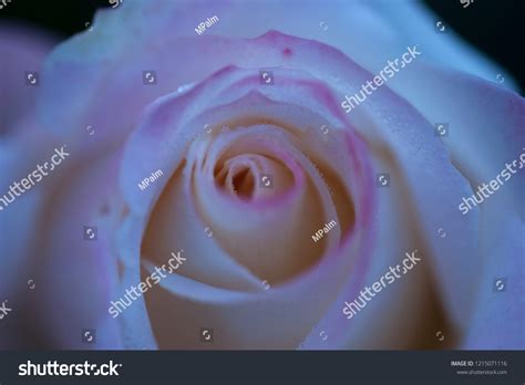 Light Pink Rose Droplets Stock Photo 1215071116 Shutterstock
