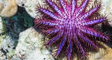 What Is The Scientific Name Of Crown Of Thorns Starfish Answer