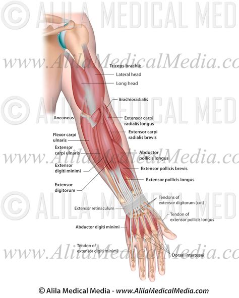 Whole Arm Muscles Posterior Alila Medical Images