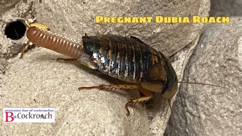 the life cycle of the pregnant dubia roach overcome fear of