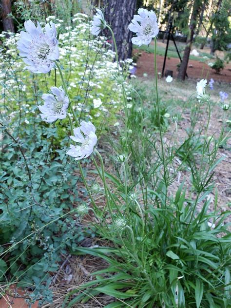 Growing And Cutting Long Lasting Long Stemmed Perennial