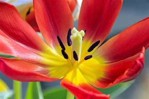 Inside Peek At A Tulip Tulips Flowers Handiwork