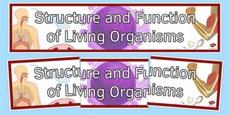 Structure And Function Of Living Organisms Display Banner