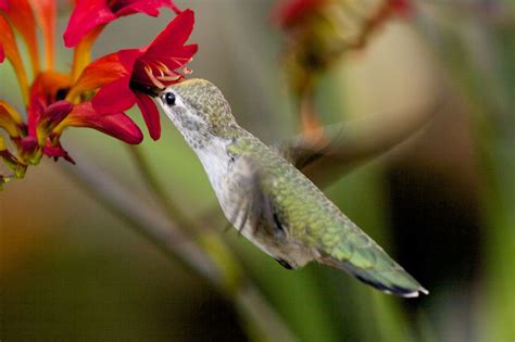 Sweet Nectar Animals Nectar Bird