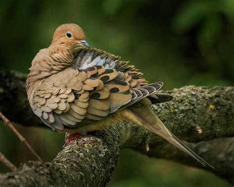Turtle Dove In Branch Photograph By Greg Nyquist Fine Art America