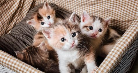 5 Steps To Take When Adopting A Kitten The Pet Town