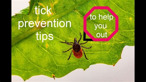 Tick Prevention Tips Youtube