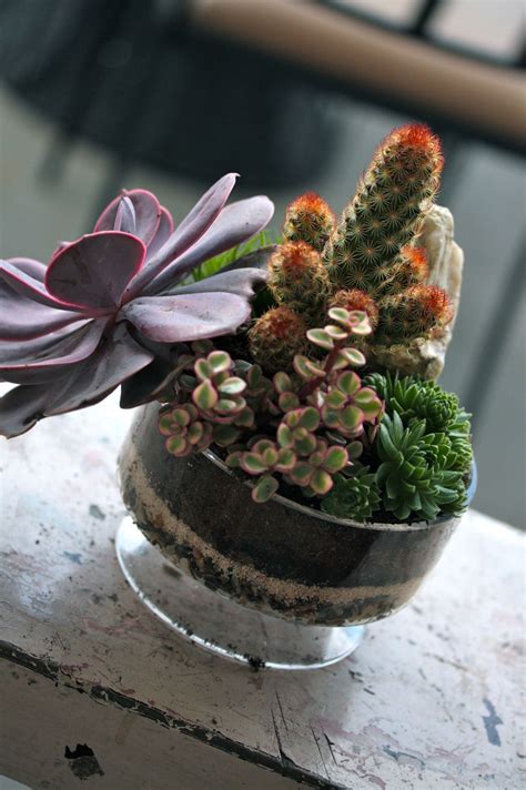 Mixing Succulents And Cacti Creates Beautiful Sculptural Compositions