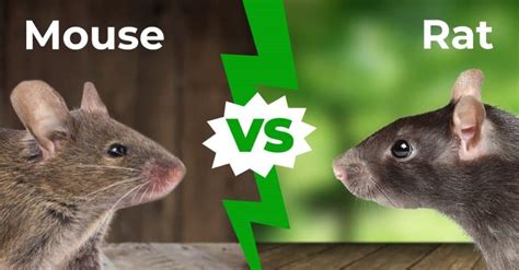Mouse Vs Rat 5 Main Differences Explained Az Animals