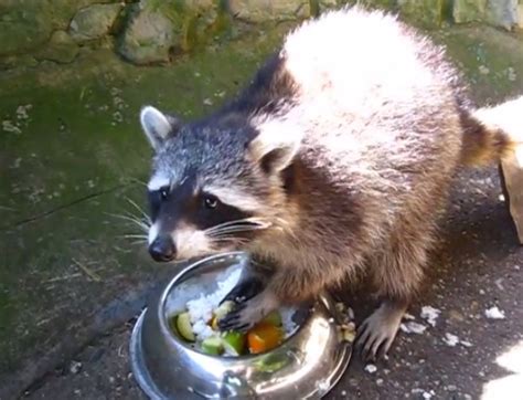Raccoon Eats Dinner Like A Champ Rtm Rightthisminute