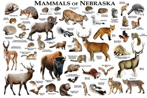 Mammals Of Nebraska Print Nebraska Mammals Field Guide Animals Of