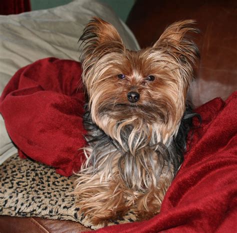 Hair of a fully grown yorkshire terrier is always long and it grows like human hair. Short Haircut Yorkie Yorkshire Terrier | HAIRSTYLE GALLERY ...