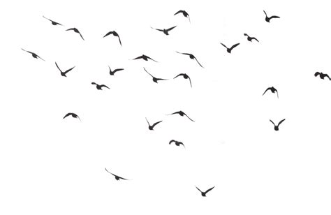 In addition, all trademarks and usage rights belong to the related institution. Flying Flock of Birds PNG Pic | PNG All