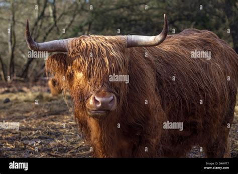 Highland Cattle Stock Photo Alamy