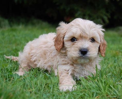 This section is dedicated to cavapoo puppies. Cavapoo - My Dog Breeders - Part 8