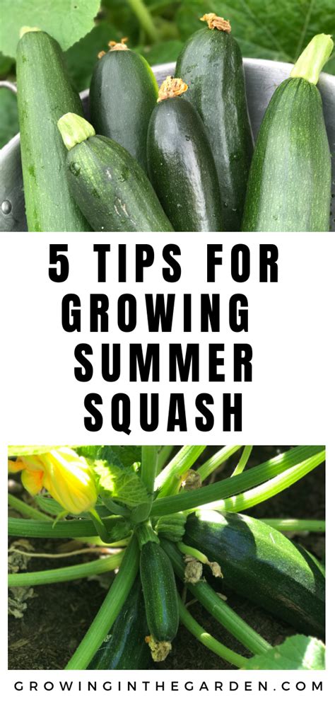 5 Tips For Growing Summer Squash Growing In The Garden