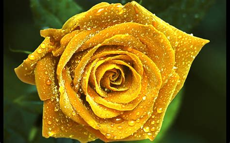 Imagini Cu Trandafiri Semnificatia Trandafirilor Poze Super Misto