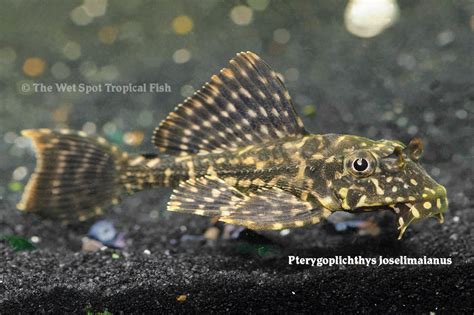 Wet Spot Tropical Fish Other Pterygoplichthys Joselimaianus L001