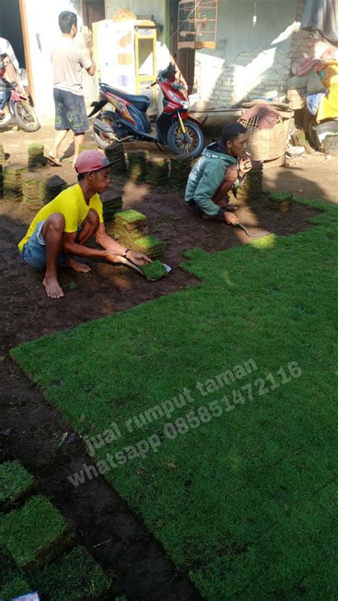Harga jual rumput makam / kuburan harga terbaru tahun 2021. Harga jual rumput jepang + tanam daerah batu malang tahun ...