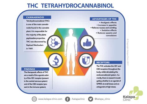 Tetrahydrocannabinol Thc And Its Therapeutic Potential Kalapa Clinic