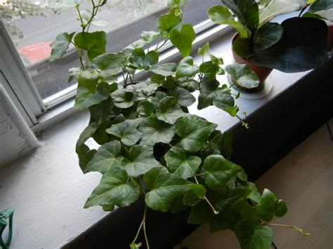11.01.2021 · english ivy plants ( hedera helix ) are not very tolerant of poor growing conditions.to nurse a dying ivy plant back to life, it's important to understand why it started to die in the first place. English Ivy Houseplant - Photos on Cazort.net