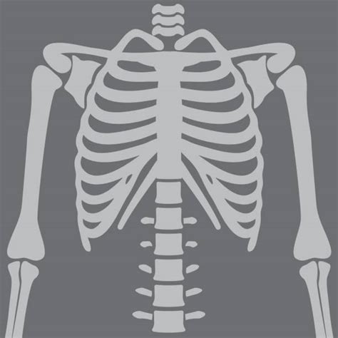 Skeleton X Ray Cartoons