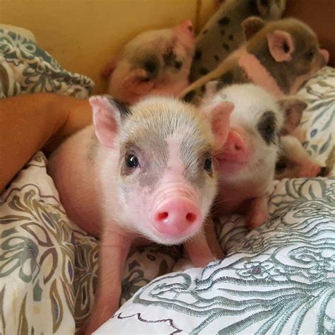 Mini Potbelly Pigs Baby Pigs Cute Pigs Cute Piglets