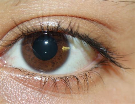 Filepicture Of Brown Eyes