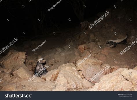 Indian Honey Badger Ratel Pair Stock Photo 1033231696 Shutterstock