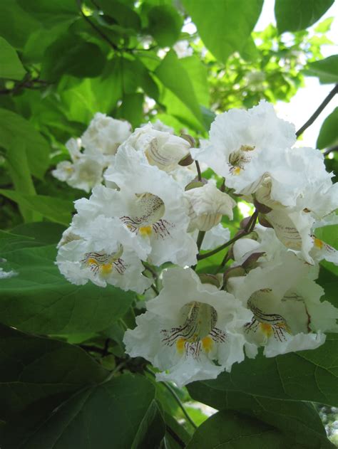 Northern Catalpa