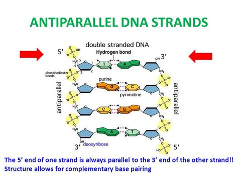 Antiparallel Strand In Dna Is Due To