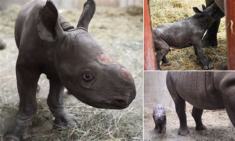 Critically Endangered Black Rhino Is Born On Christmas Eve