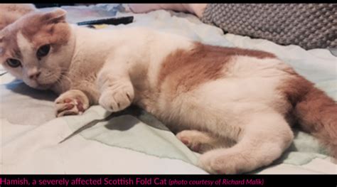Belgian Region Ruled To Ban The Breeding Of Scottish Fold Cats