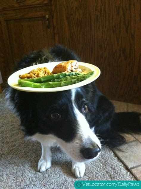 Border Collie Balancing Things On Her Head Daily Paws