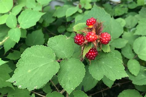 Adventures In Edible Landscaping Amazing Wineberries Holtkamp