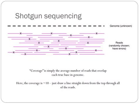 Ppt Shotgun Sequencing Powerpoint Presentation Free Download Id