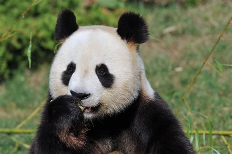 Huan Huan La Femelle Panda Du Zoo De Beauval Attend Des Jumea