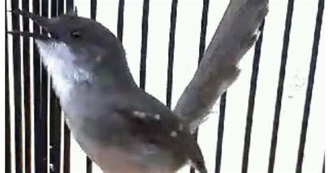 Suara burung decu gacor durasi panjang mantap untuk melatih kacer & decu anakan terapi decu i masteran decu kembang ngeplong untuk memancing kacer dan decu bakalan agar gacor. Decu Kembang Gacor / Gambar Burung Decu Kembang - Klik OK - Top decu 2016 masteran decu kembang ...