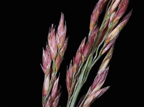 Festuca Arundinacea Profile California Invasive Plant Council