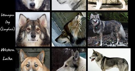 Wolf Like Dogs Chart 2 Huge By Hdevers Anatomy Animal Canidae