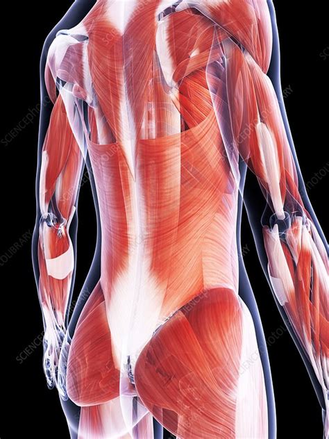 Female Muscular System Artwork Stock Image F Science Photo Library