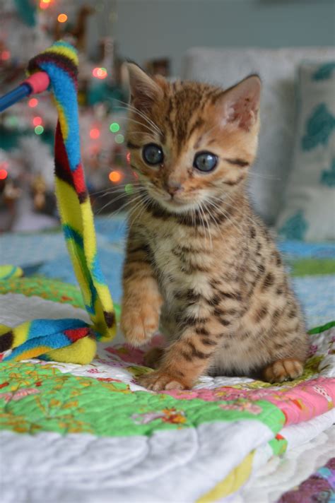 Our New Bengal Kitten