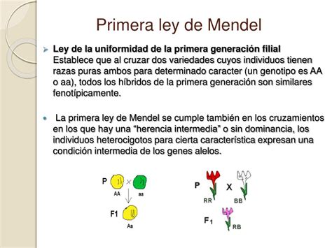 Ppt La GenÉtica Y Gregor Mendel Powerpoint Presentation Free
