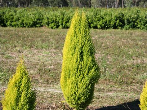 Cupressus Macrocarpa Lemon Scent Wholesale Nursery Nurseries In