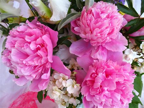 Comment pousser ces fleurs sauvages roses ? Roses du jardin Chêneland: Des nouvelles pivoines...