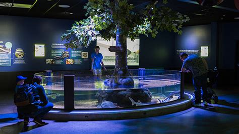 Touch Pools At Odysea Aquarium In Scottsdale Az