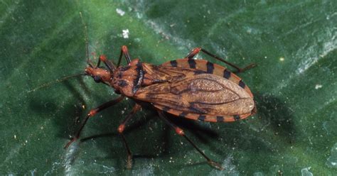 Dangerous Kissing Bug Spreads To More Than Half Of Us Time