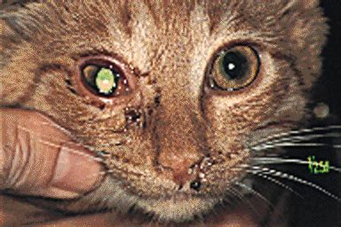 Eye herpes information including symptoms, diagnosis, treatment, causes, videos, forums, and local community support. Signs Of Feline Herpes Virus In Cats — Herpes Free Me