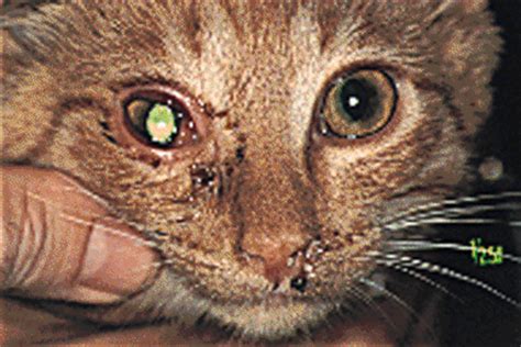 Herpes causes respiratory and eye symptoms, so it often referred to as cat flu or even feline viral how do cats get herpes? Signs Of Feline Herpes Virus In Cats — Herpes Free Me