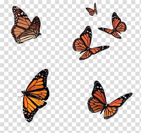 Full Six Flying Monarch Butterflies Transparent Background Png Clipart
